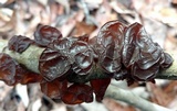 Exidia crenata image