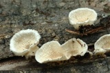 Byssomerulius corium image