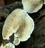 Byssomerulius corium image