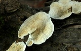 Byssomerulius corium image