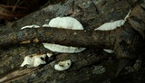 Byssomerulius corium image