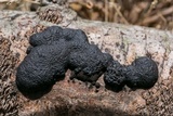 Annulohypoxylon annulatum image