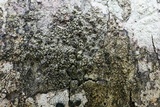 Rinodina maculans image