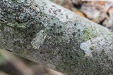 Rinodina maculans image