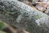 Rinodina maculans image
