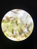 Rinodina maculans image