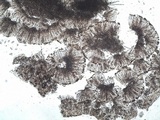 Nephroma laevigatum image