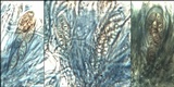 Nephroma laevigatum image