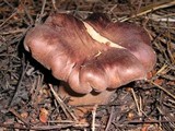 Tricholoma muricatum image