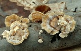 Trametes ochracea image