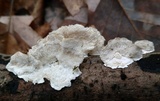 Trametes ochracea image