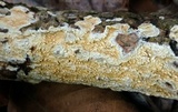 Basidioradulum radula image