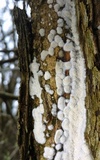 Oxyporus latemarginatus image