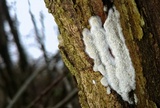 Oxyporus latemarginatus image