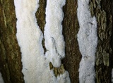 Oxyporus latemarginatus image