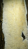 Oxyporus latemarginatus image