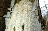 Oxyporus latemarginatus image