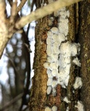 Oxyporus latemarginatus image
