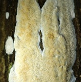 Oxyporus latemarginatus image
