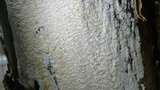 Oxyporus latemarginatus image