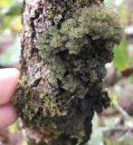 Leptogium phyllocarpum var. phyllocarpum image
