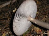 Amanita constricta image