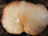 Tylopilus minor image