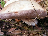 Tylopilus minor image