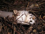 Amanita constricta image