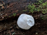 Pluteus petasatus image