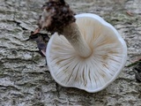 Pluteus petasatus image