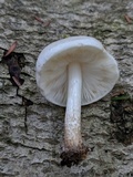 Pluteus petasatus image