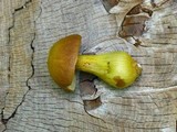 Boletus roxanae image