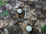 Amanita brunnescens image