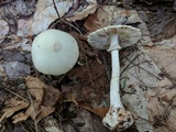 Amanita brunnescens image