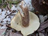 Xanthoconium affine image