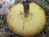 Xanthoconium affine image