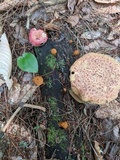 Pholiota granulosa image