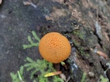 Pholiota granulosa image