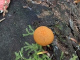Pholiota granulosa image