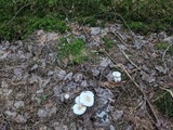 Rhodocollybia maculata image