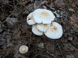 Rhodocollybia maculata image