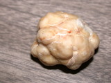 Tuber gibbosum image