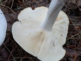 Rhodocollybia maculata image