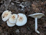 Rhodocollybia maculata image