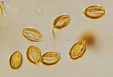 Gautieria monticola image