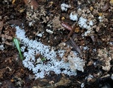 Ceratiomyxa fruticulosa var. fruticulosa image