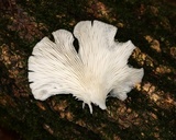 Pleurotus pulmonarius image