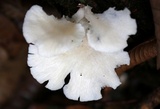 Pleurotus pulmonarius image