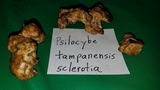 Psilocybe tampanensis image